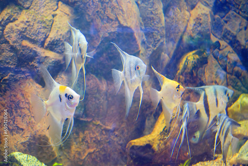 Angelfish or Pterophyllum scalare in home freshwater aquarium. photo