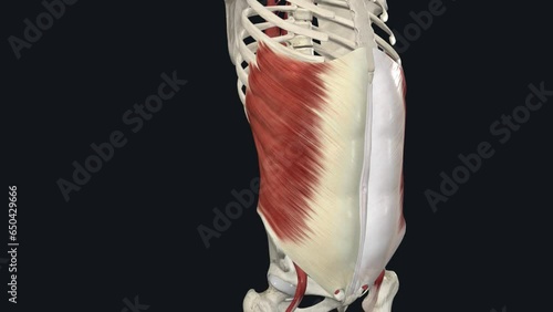 External Oblique -Trunk Lateral Flexion photo