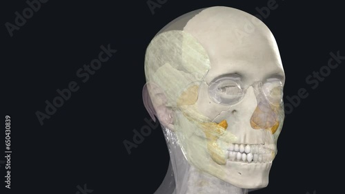 The fascia of the head and neck is composed of loose fibrous connective tissue envelopes photo