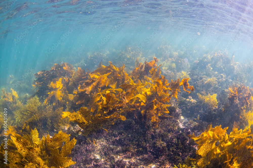 Clear view of seaweed on the ocean floor.