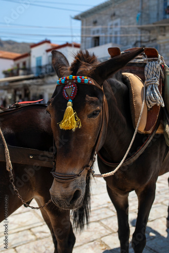 Greek street mule in Hydra