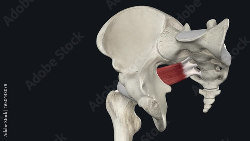 The piriformis muscle is an external (or lateral) rotator of the hip along with the superior and inferior gemellus, quadratus femoris, photo