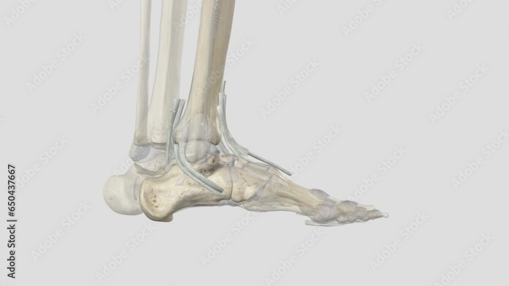 The mucous sheaths of the tendons around the ankle, Lateral aspect