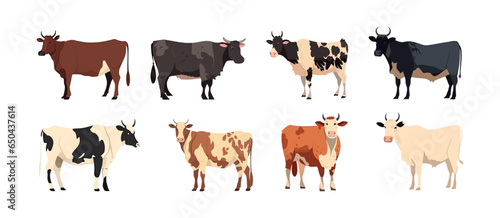 Cow, farm animal set flat cartoon isolated on white background. Vector isolated illustration