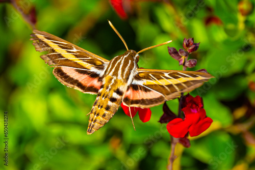 White-lined Sphinx Moth (Hyles lineata) in Flight, Feeding on Autumn Sage (salvia greggii) Blooms  photo