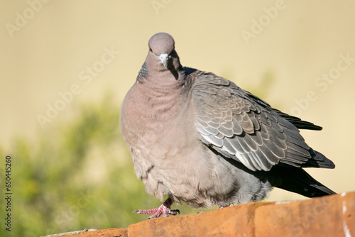 Picazuro dove perched on a red brick wall photo