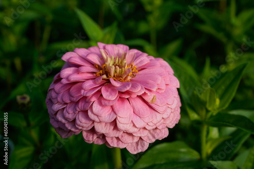 Large, multi-layer, pink zinnia flower in an outdoor garden space.