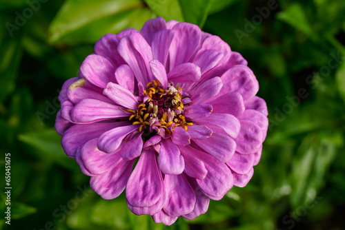 Focus on the large flower head of a purple zinnia flower.