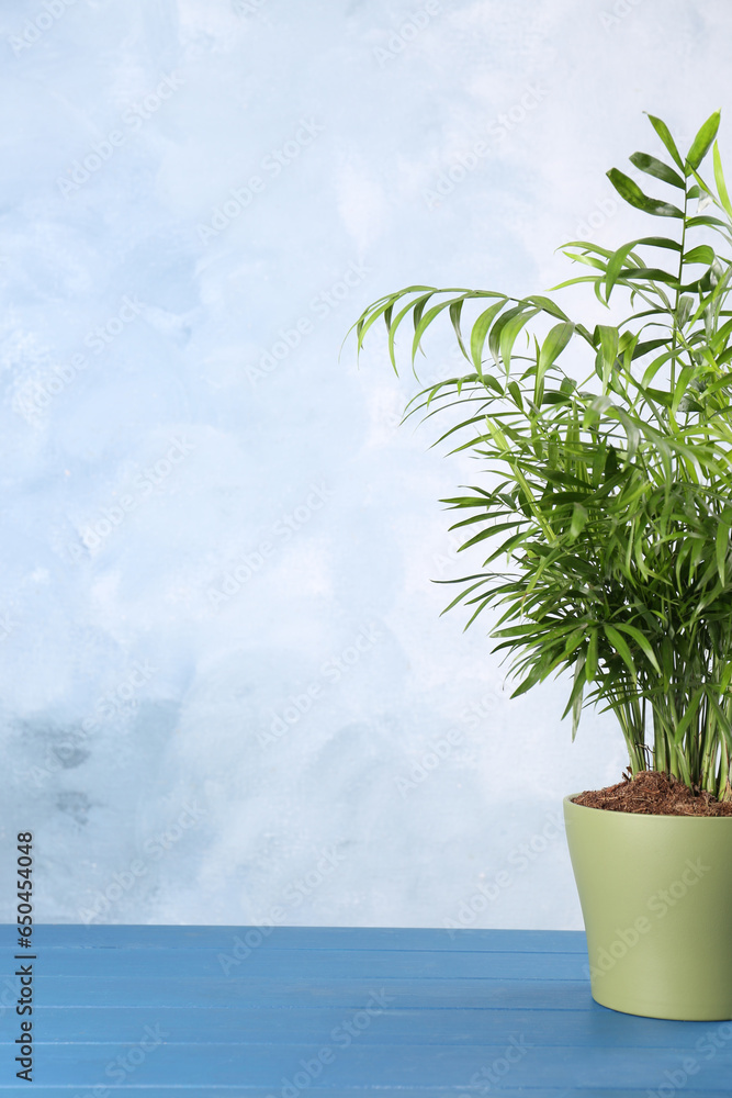 Fototapeta premium Beautiful green houseplant in pot on light blue wooden table, space for text