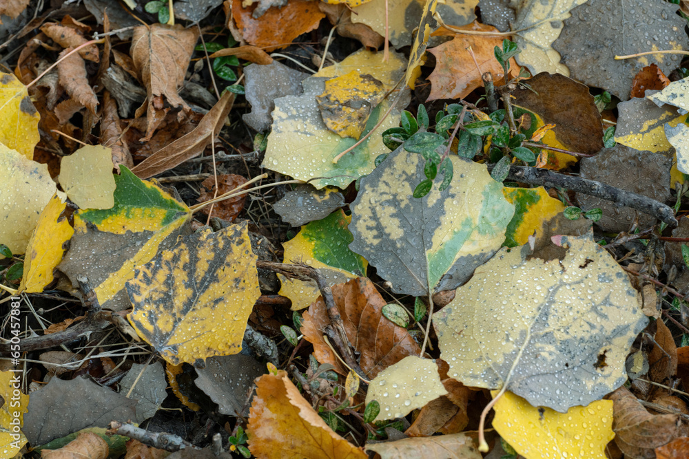 herbstblätter 1