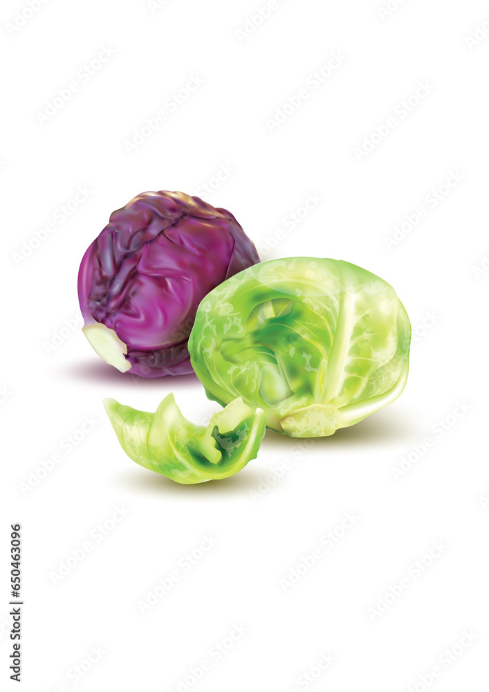 Fototapeta premium cabbage, vegetable, food, isolated, healthy, leaf, fresh, vegetarian, salad, head, lettuce, raw, white, organic, vegetables, ingredient, agriculture, plant, object, closeup, diet, green, brussels, nut
