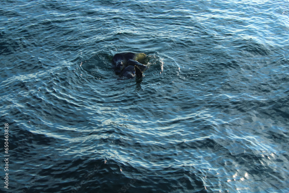 Fototapeta premium Two turtles in the water, Indian Ocean, Sri Lanka.
