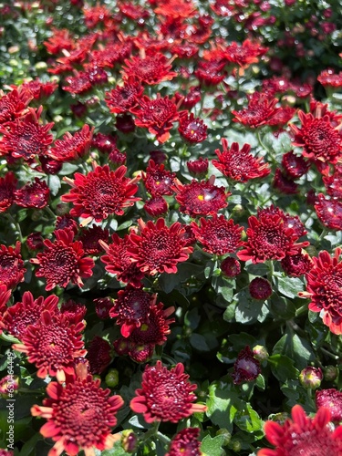 red flowers in a garden