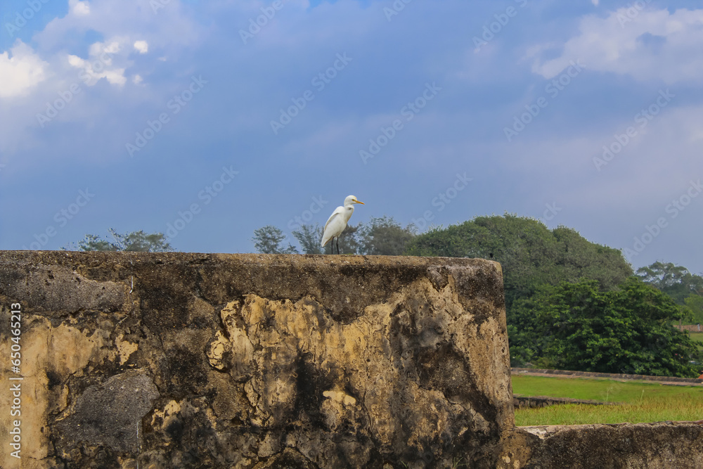 Egret bird sitting on the wall of the ancient Dutch fort in Galle, Sri Lanka