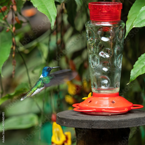 White necked Jacobin (Florisuga mellivora) flying to nectar feeder, Mindo, Ecuador.