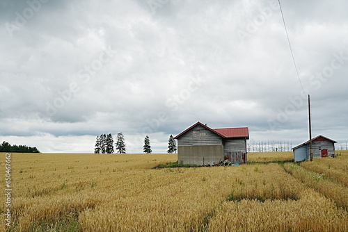 House with red roof in wheat field Hokkaido