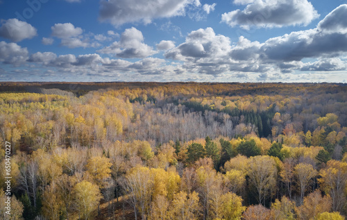 Aerial photo of autumn siberian landscape with yellow birch forest