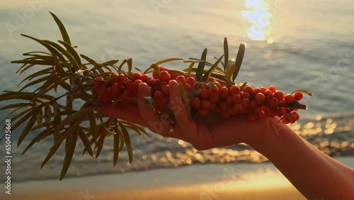 Ripe sea-buckthorn harvesting season. Production of sea buckthorn oil for medicine and cosmetology. Healthy superfood concept.