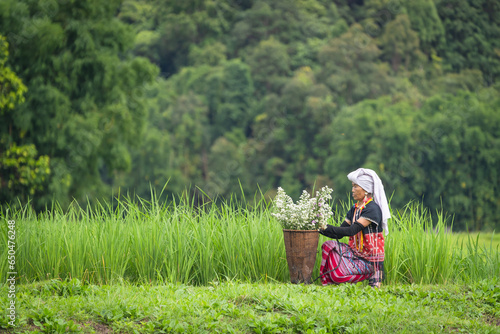 Karen women are happy in natural green organic Thai jasmine rice paddy crop on a plantation field growing during the growing season of agriculture farming.