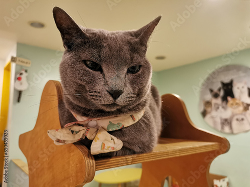 Cute gray fat cat curios and looking while sitting above the wooden bench.