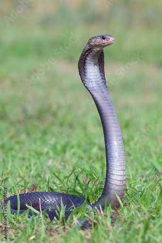 Cobra snake in attack position