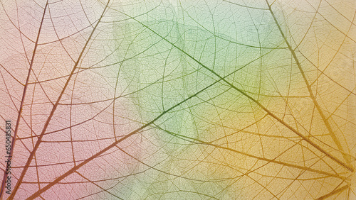 Top view of the leaf. Cell patterns Skeletons leaves transparent shape .Abstract leaves from nature with Leaf veins abstract of Autumn background for creative banner designa for text and advertising.