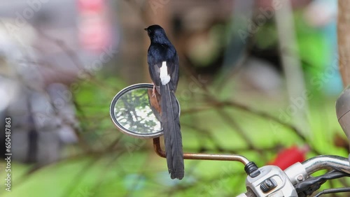 Seen perched on the left mirror of a ntorcylcle of a park ranger as it looks around, White-rumped Shama Copsychus malabaricus, Thailnd photo