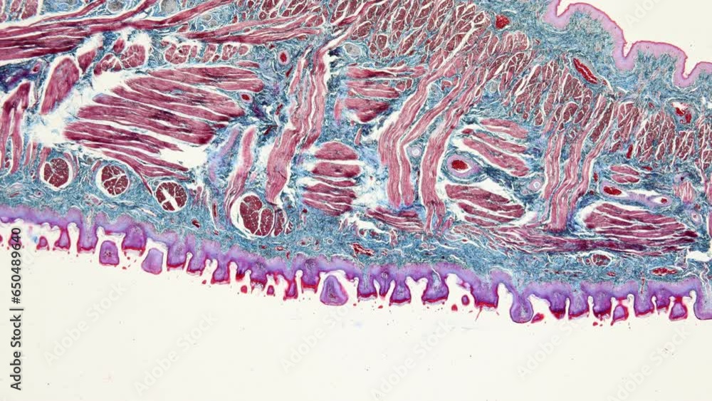 Vidéo Stock Backgrounds of Characteristics Tissue Tongue, Small ...