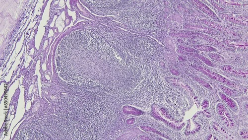 Backgrounds of Characteristics Tissue Tongue, Small intestine of Cat and Tissue of Esophagus rabbit under microscope. photo