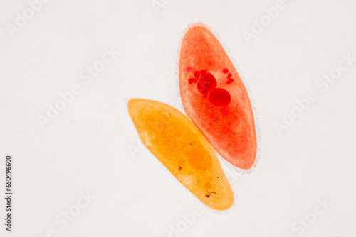 Obraz na plátně Paramecium caudatum is a genus of unicellular ciliated protozoan and Bacterium under the microscope