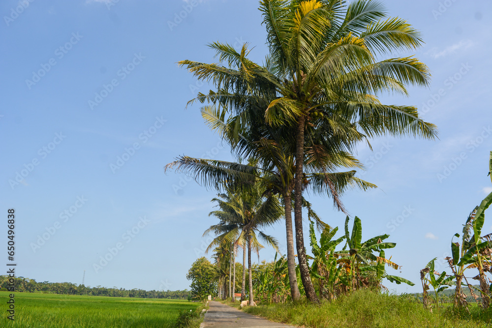 Wide panoramic view of a forest with grass in the foreground and lateral sunlight in warm weather.