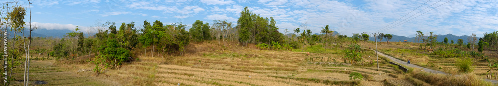 Obraz premium a daytime scene in the middle of a rice field with a very clear sky and very green plants 