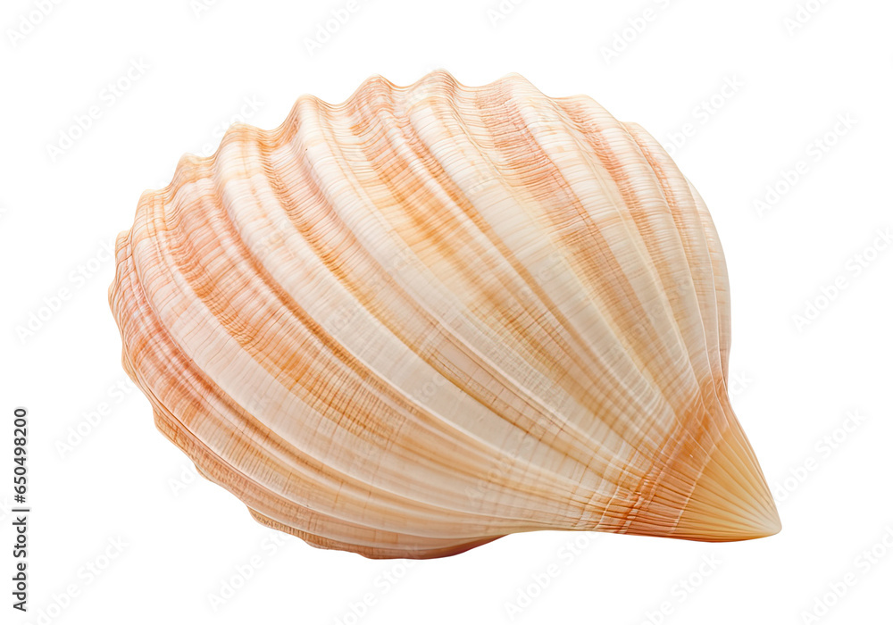 Seashell isolated on transparent background Seashell isolated on transparent background
