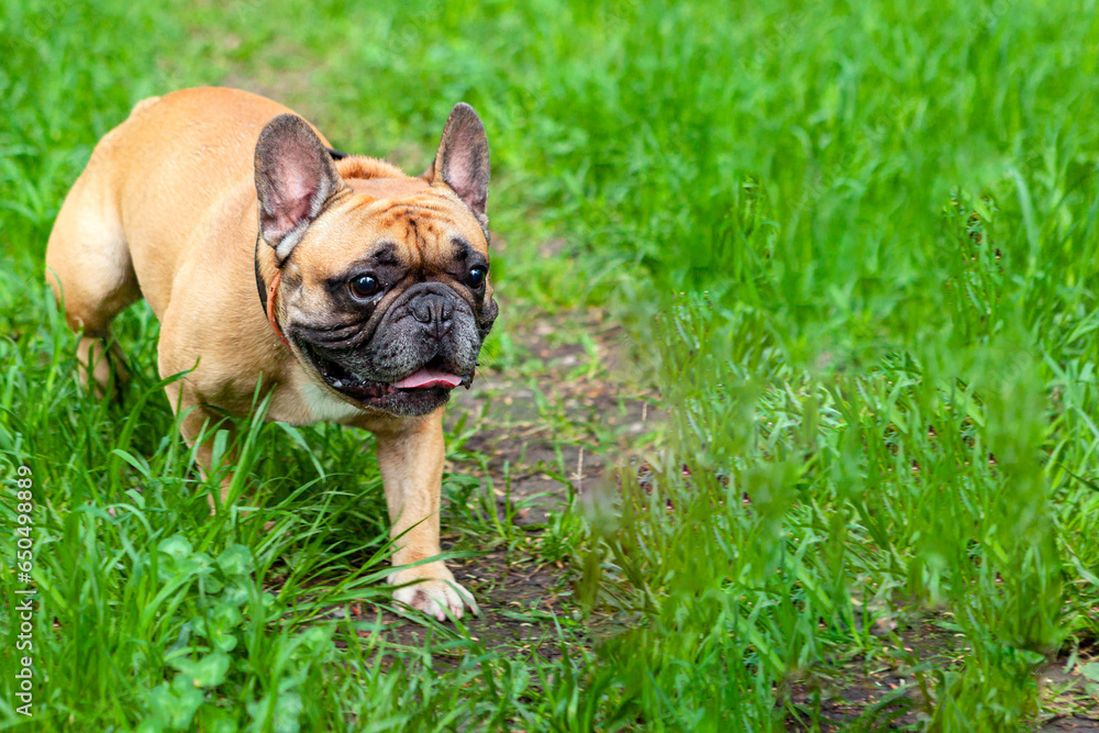 A French bulldog walks on the green grass in the park.