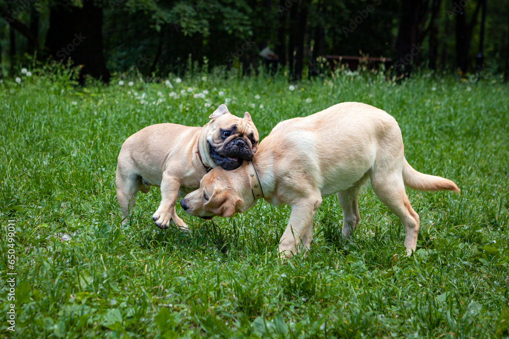 Dogs, a French Bulldog and a Labrador are playing in a clearing.