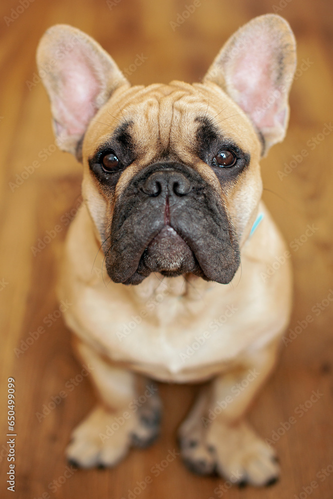Funny portrait of a French bulldog puppy asking for food