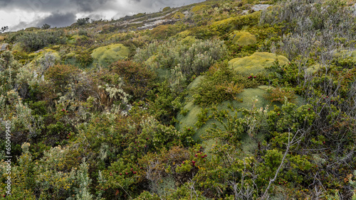 Typical stunted vegetation of southern Patagonia. The plant is Yareta  azorella compacta on a hill among grass  bushes with red berries. Argentina. 