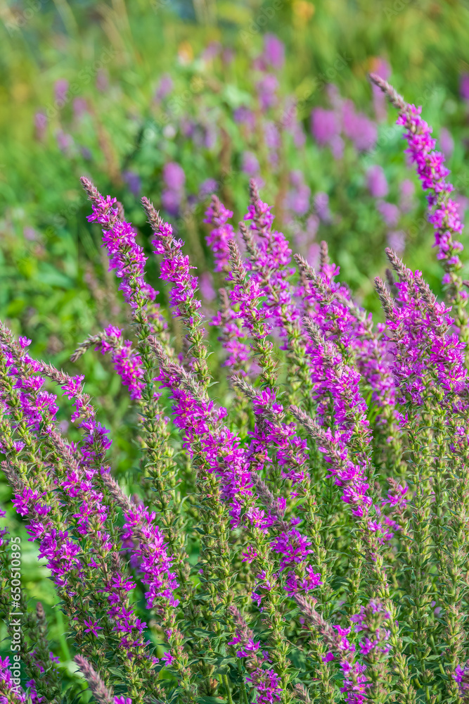 Summer Flowering Purple Loosestrife, Lythrum tomentosum on a green blured background. Summer Flowering Purple Loosestrife, Lythrum tomentosum on a green blured background.