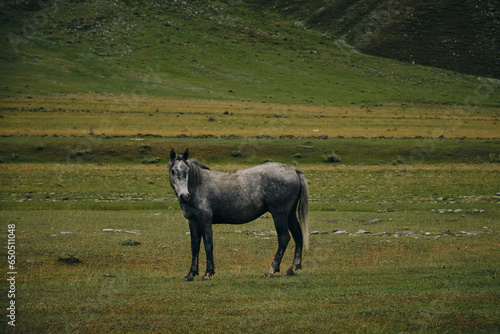 Georgia, Kazbegi Truso Valley National Park. A free mountain horse on a walk in the gorge on a cool autumn morning. A beautiful gray horse walks and grazes on the green grass. Full-length portrait. photo