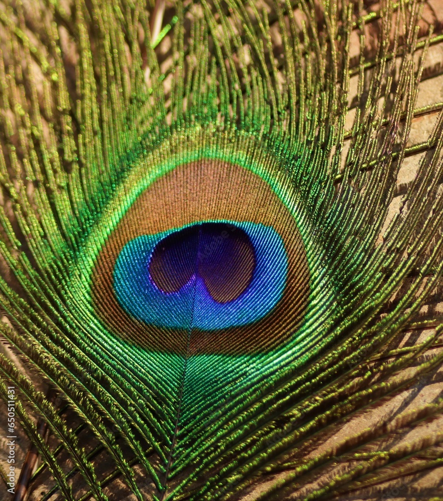 Obraz premium Feather. Background. Peacock feather.