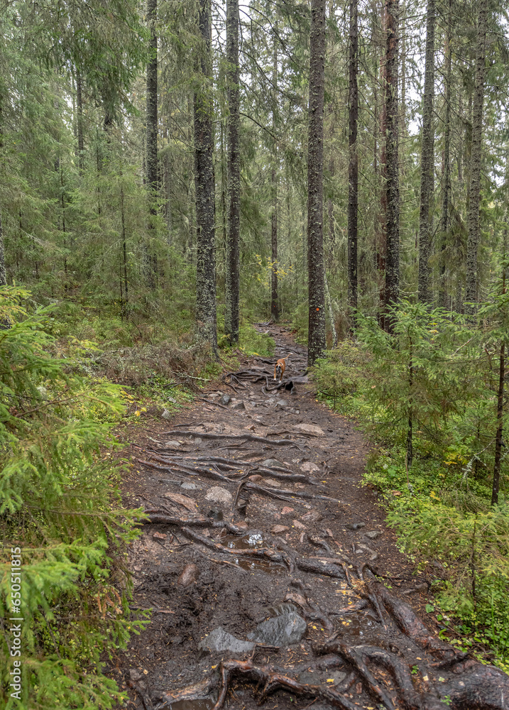 hiking footpath in forest between trees in Skuleskogen National Park in Sweden in northern Europe Hoga Kusten hiking footpath in forest between trees in Skuleskogen National Park in Sweden in northern Europe Hoga Kusten
