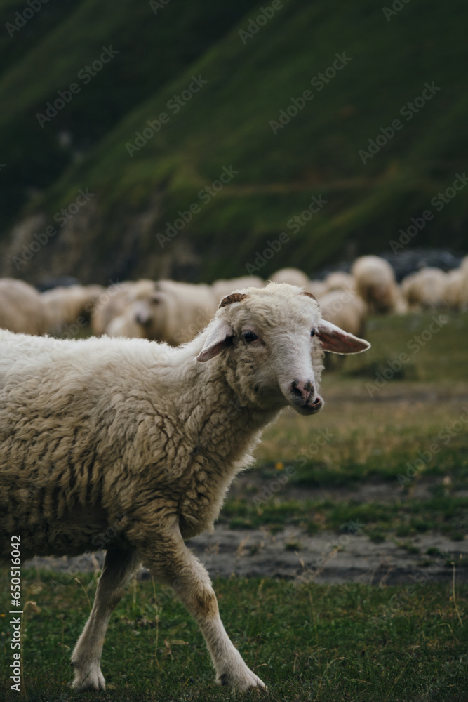 A flock of sheep grazes on green meadows, eats fresh green grass in the mountains of Georgia. Truso Valley National Park, Kazbegi Municipality. Herd pets on free range.