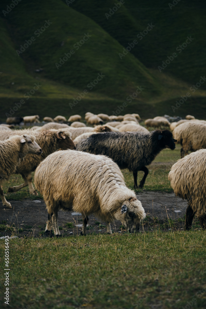 A flock of sheep grazes on green meadows, eats fresh green grass in the mountains of Georgia. Truso Valley National Park, Kazbegi Municipality. Herd pets on free range. A flock of sheep grazes on green meadows, eats fresh green grass in the mountains of Georgia. Truso Valley National Park, Kazbegi Municipality. Herd pets on free range.