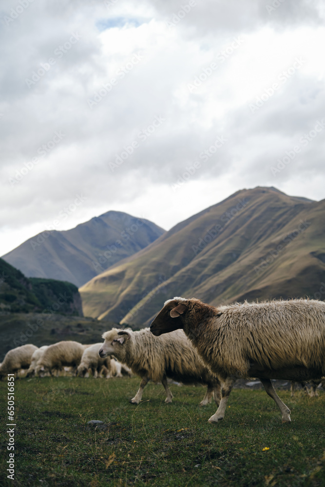 A flock of sheep grazes on green meadows, eats fresh green grass in the mountains of Georgia. Truso Valley National Park, Kazbegi Municipality. Herd pets on free range. A flock of sheep grazes on green meadows, eats fresh green grass in the mountains of Georgia. Truso Valley National Park, Kazbegi Municipality. Herd pets on free range.