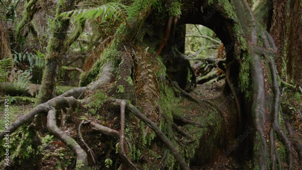 Ancient Rainforest tree Ancient Rainforest tree