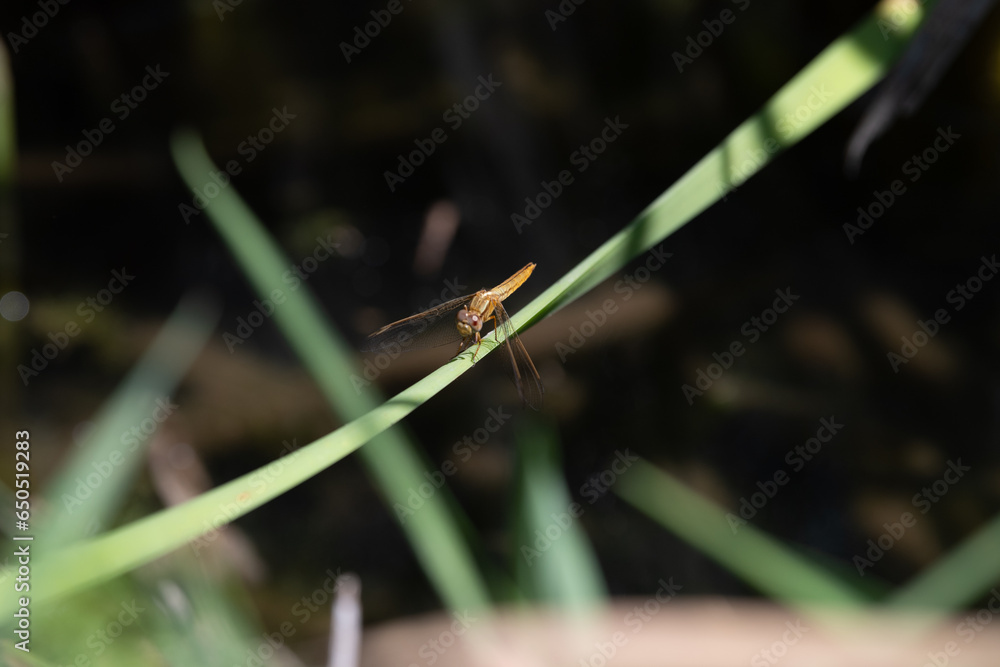 Une libelulle posée sur un brin d'herbe dans un etang de camargue Une libelulle posée sur un brin d'herbe dans un etang de camargue