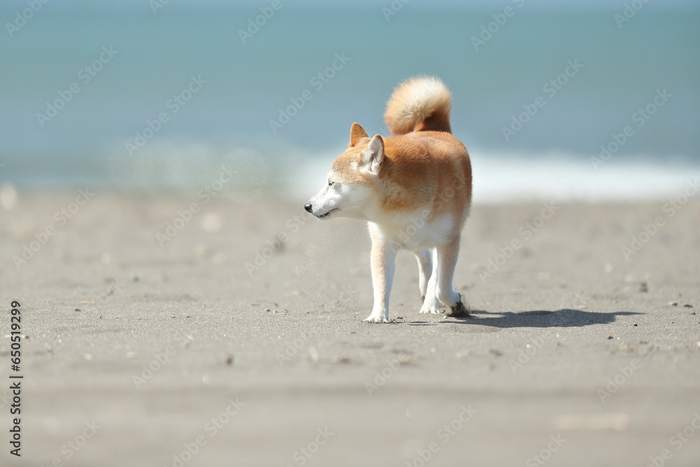 海を散歩する柴犬２