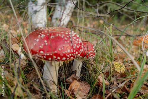Big fly agaric in forest