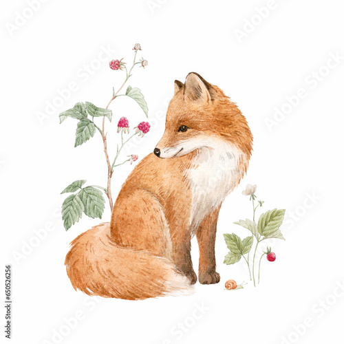 Beautiful composition with hand drawn watercolor forest fox animal and plants withh berries. Stock illustration. Popular design. photo