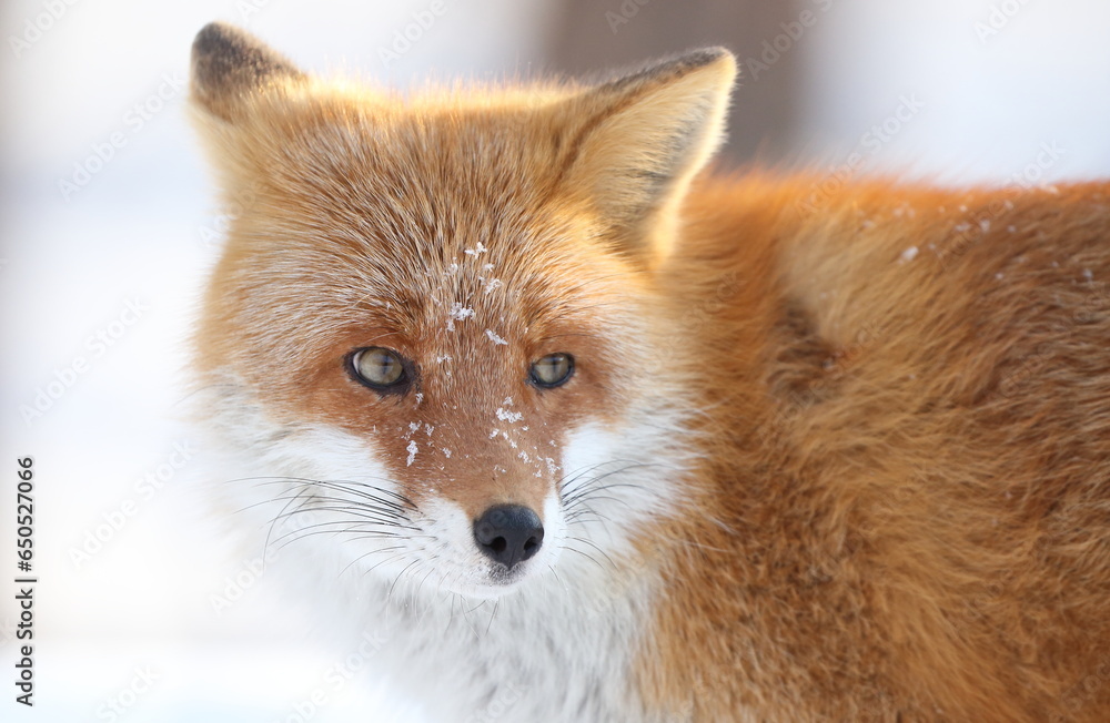 Fototapeta premium 雪とキタキツネ2